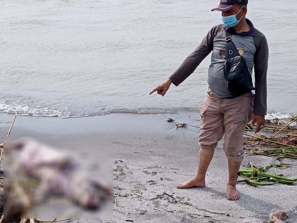 Bangkai babi juga ditemukan di kawasan Pantai Labu, Deli Serdang
