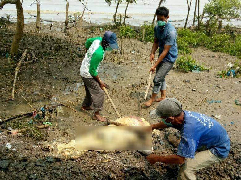 Bangkai babi juga ditemukan di kawasan Pantai Labu, Deli Serdang (Dok.IDN Times/istimewa)