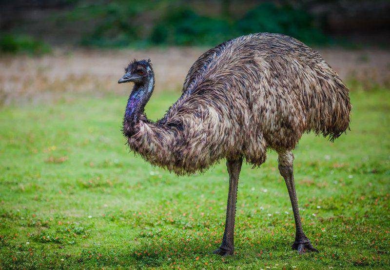 australianmuseum.net.au