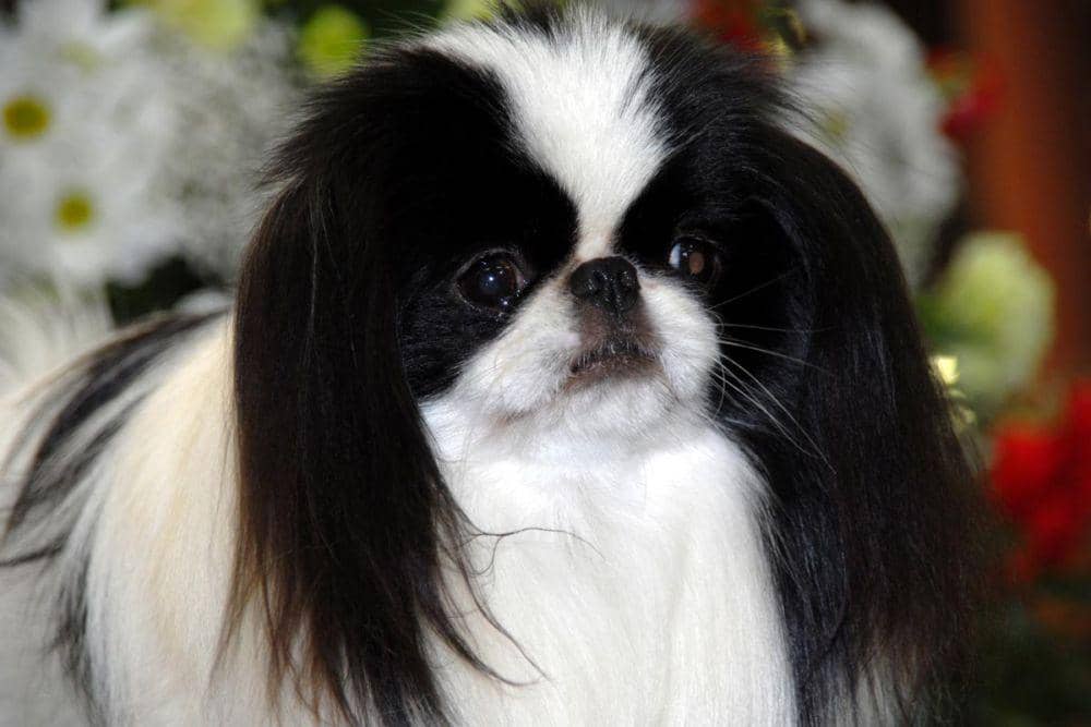 northernjapanesechinclub.uk