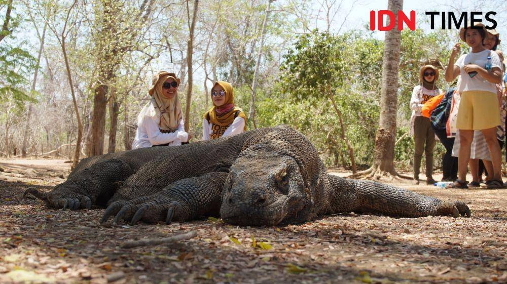 Komodo di Pulau Komodo. IDN Times/Hana Adi Perdana
