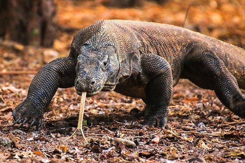 komodoshuttle.com