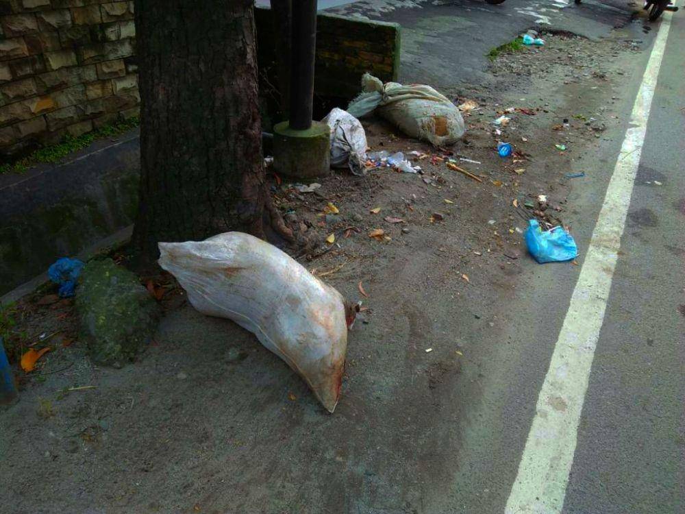 Bangkai babi yang dibuang di Jalan Gedung Arca, Kota Medan, Kamis (14/11) (Istimewa)