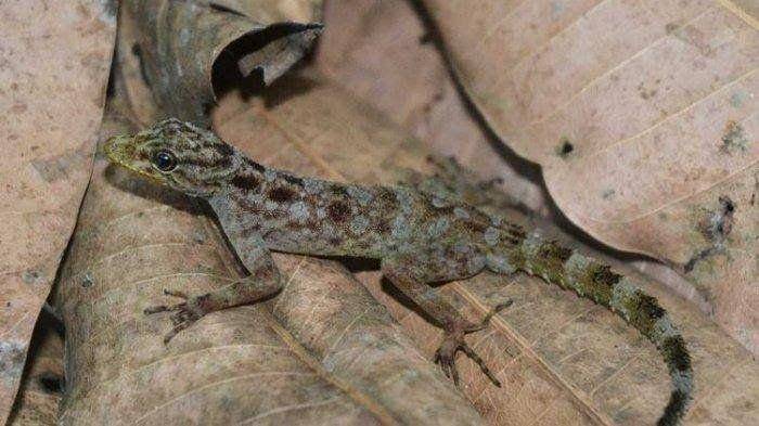 Mongabay.co.id