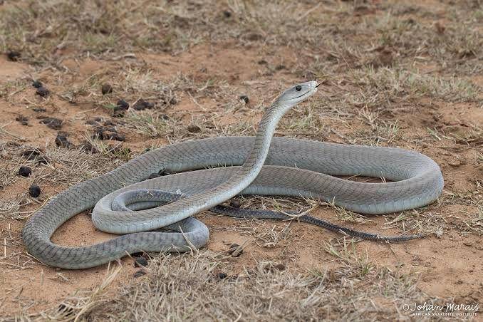 africansnakebiteinstitute.com
