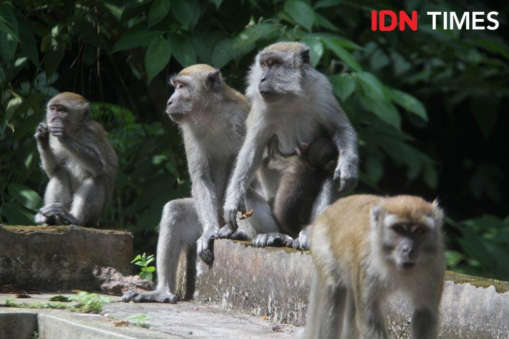 Monkey Forest SibagandingDanau Toba (IDN Times/Prayugo Utomo)