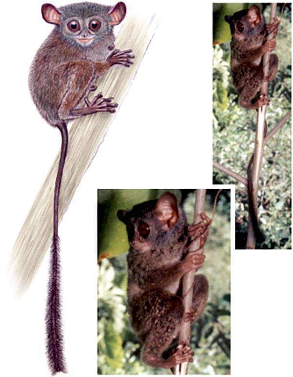 Mongabay.co.id