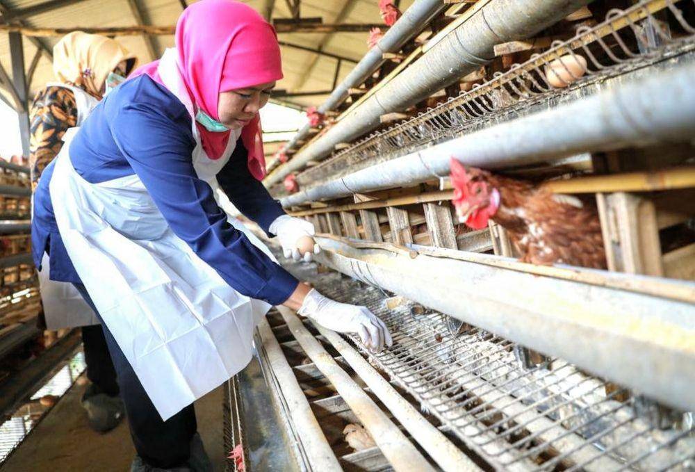 Gubernur Jatim, Khofifah Indar Parawansa saat melakukan kunjungan ke peternakan ayam petelur di Tumpang, Kabupaten Malang, Minggu (17/11/2019). Dok Humas Pemprov Jatim