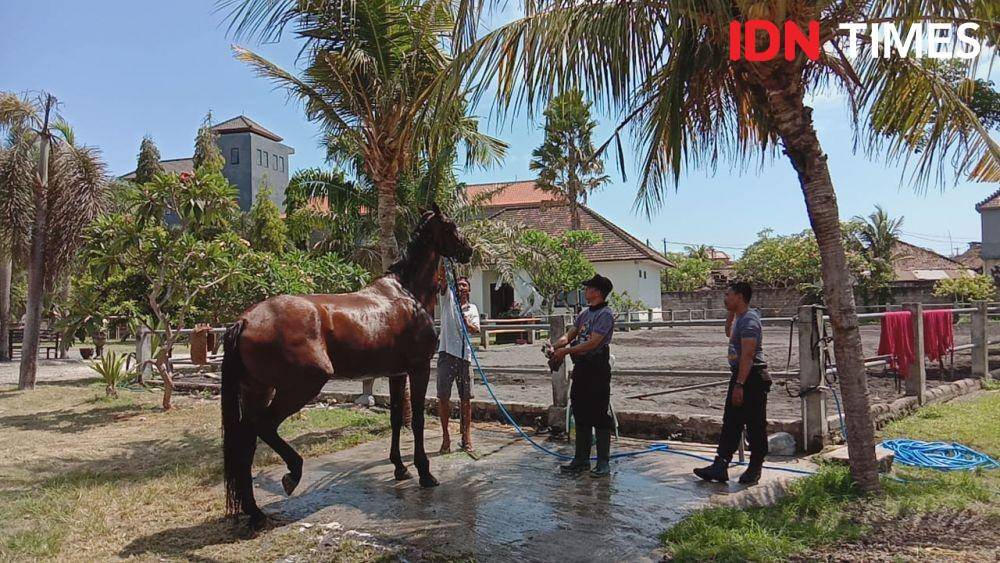 kuda polda bali