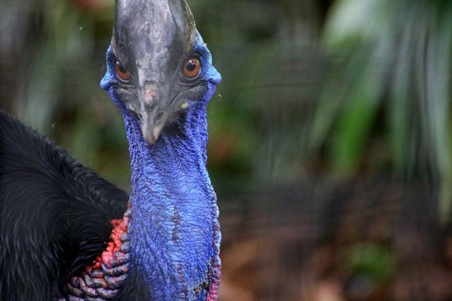 birdwatchingdaily.com