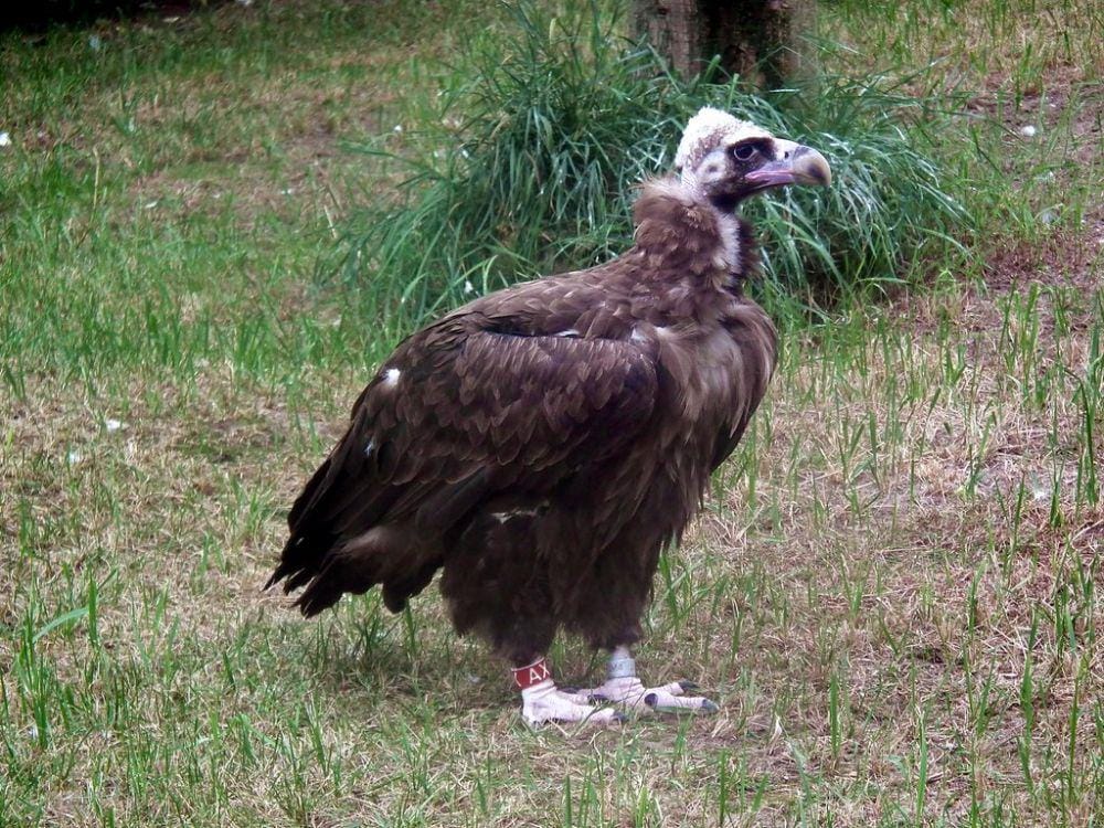 Flickr.com/Vilijandas Bagdonavičius