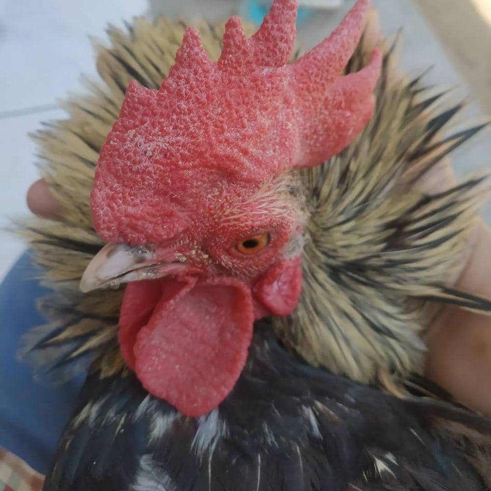 Instagram/rahmawatikekeyiputricantikka23