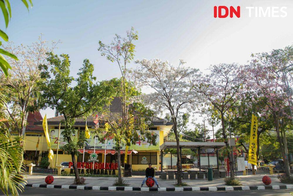 Bunga Tabebuya tampak mekar di depan gedung KPU Kota Surabaya, Jalan Mayjend Sungkono. IDN Times/Reza Iqbal