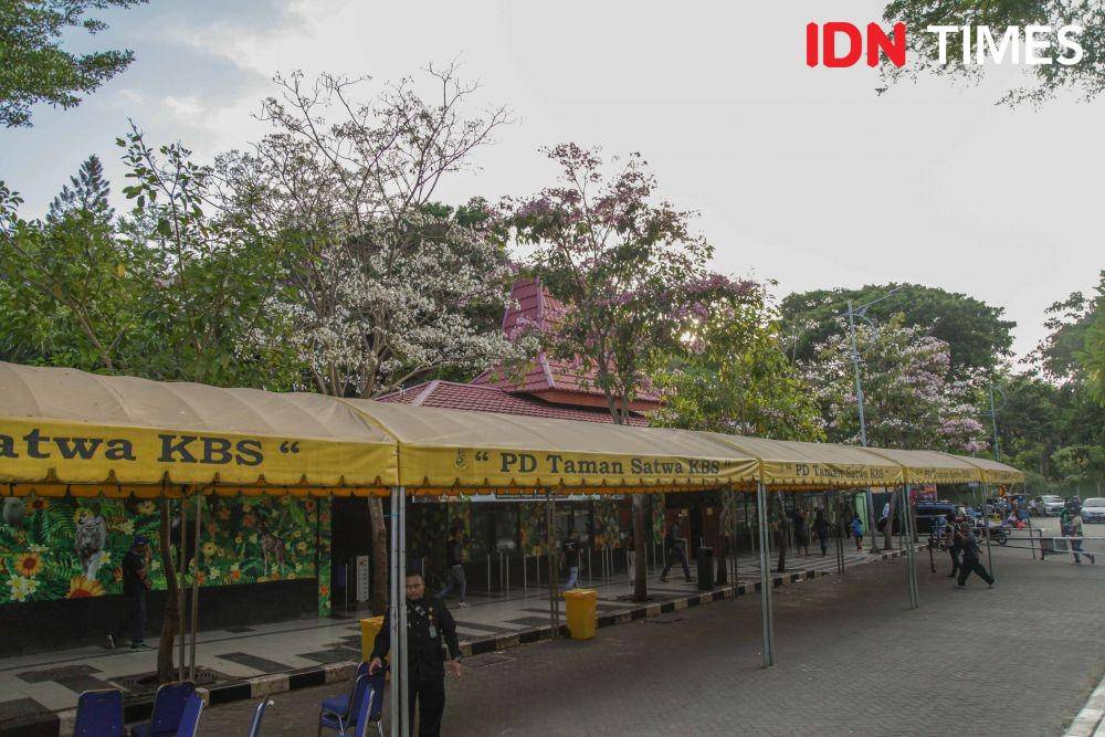 Suasana mekarnya pohon tabebuya di kawasan Kebun Binatang Surabaya (19 November 2019). IDN Times/Reza Iqbal