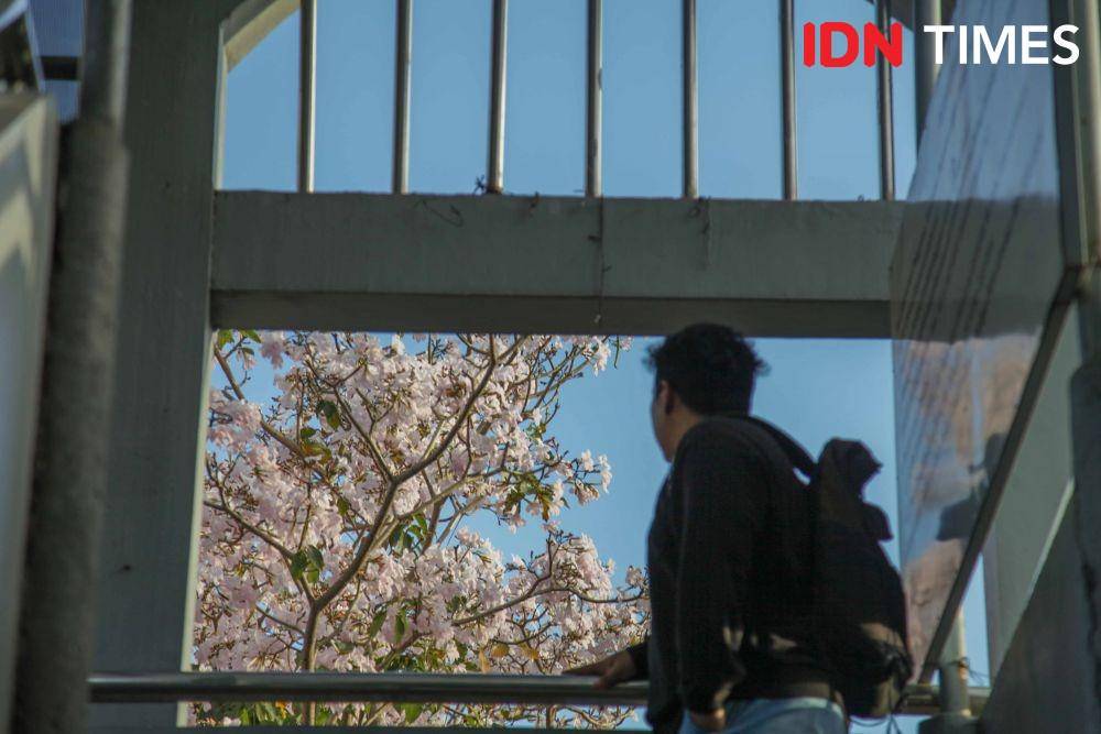 Seorang pejalan kaki melintas sambil menikmati keindahan Tabebuya. IDN Times/Reza Iqbal