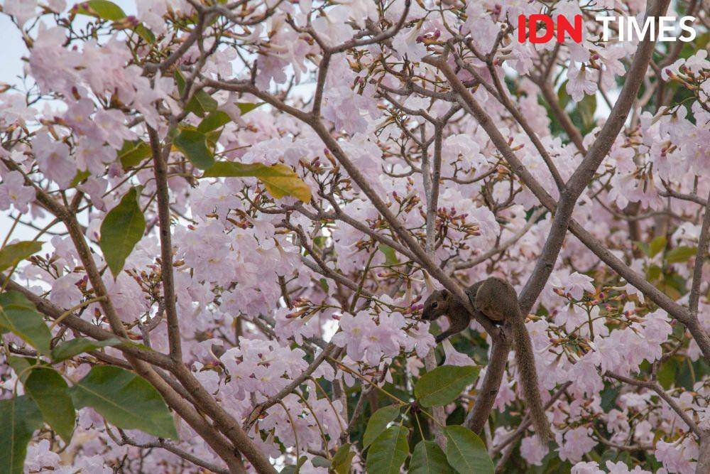 Seekor tupai yang sedang terlihat mencari makan di pohon tabebuya di kawasan KBS (19 November 2019). IDN Times/Reza Iqbal
