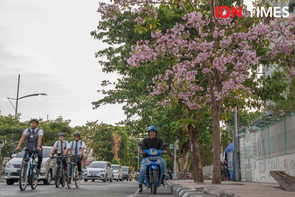 Suasana mekarnya pohon tabebuya di kawasan Jalan Raya Gubeng Surabaya (19 November 2019). IDN Times/Reza Iqbal