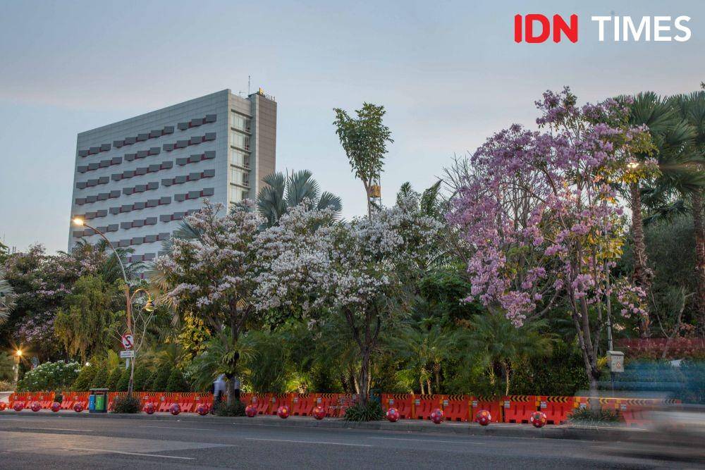 Suasana mekarnya pohon tabebuya di kawasan Taman Apsari  (19 November 2019). IDN Times/Reza Iqbal