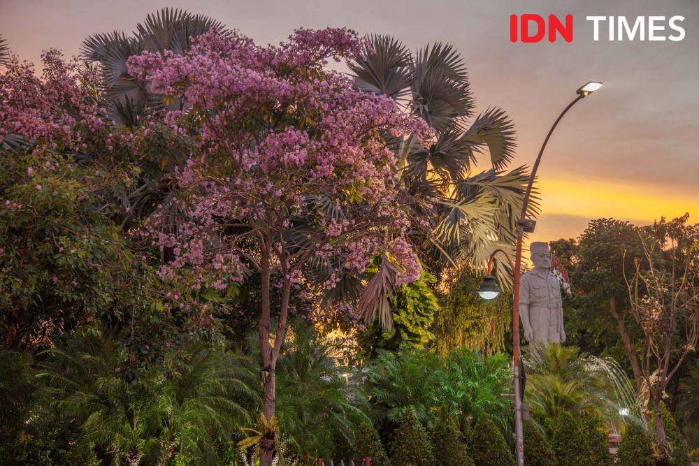 Suasana mekarnya pohon tabebuya di kawasan Taman Apsari  (19 November 2019). IDN Times/Reza Iqbal