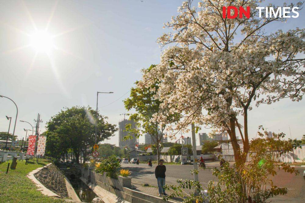 Suasana mekarnya pohon tabebuya di kawasan Jalan Bundaran Satelit (19 November 2019). IDN Times/Reza Iqbal