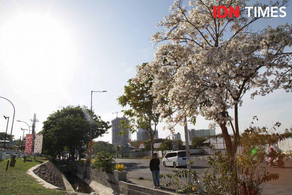 Tabebuya di sekitaran underpass Mayjend Sungkono. IDN Times/Reza Iqbal