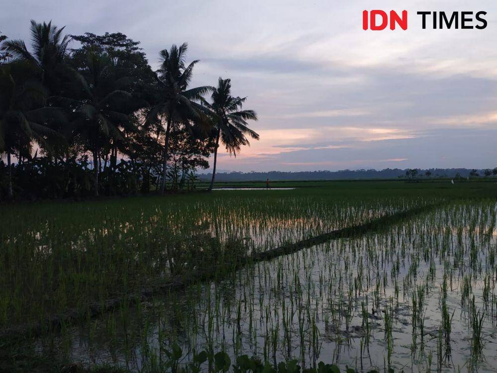 Desa, sawah (IDN Times/Dwi Agustiar)