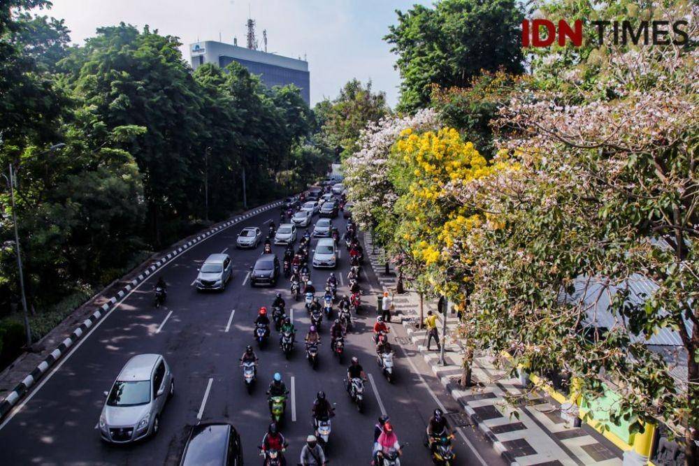 Tabebuya yang mekar di sekitaran Kebun Binatang Surabaya. IDN Times/Reza Iqbal