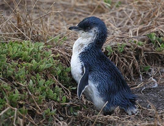 worldlifeexpectancy.com