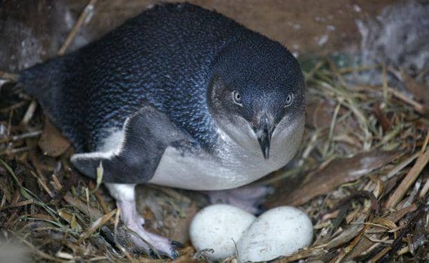 australiangeographic.com.au