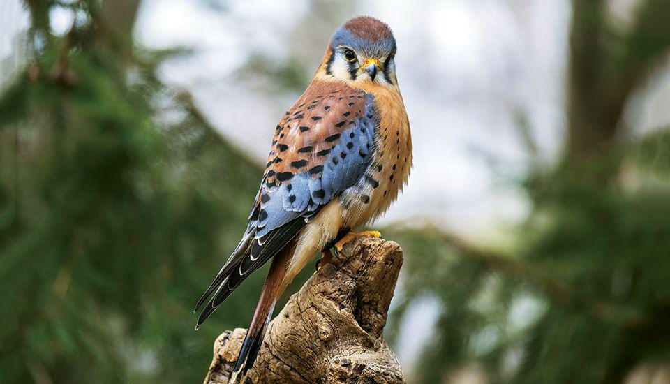 urbanraptorconservancy.org