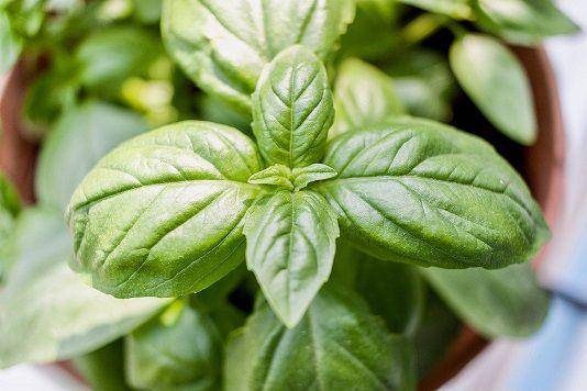 Daun basil