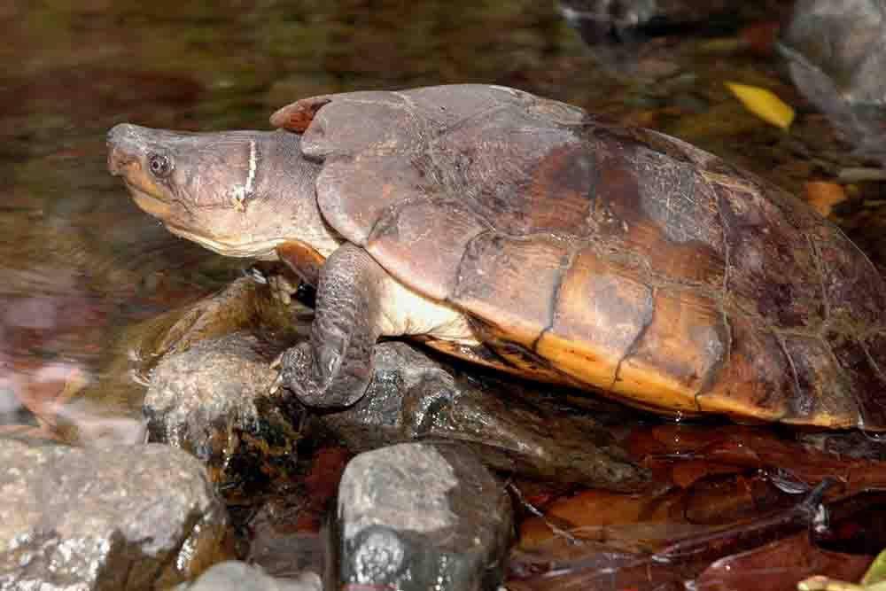 iucn-tftsg.org