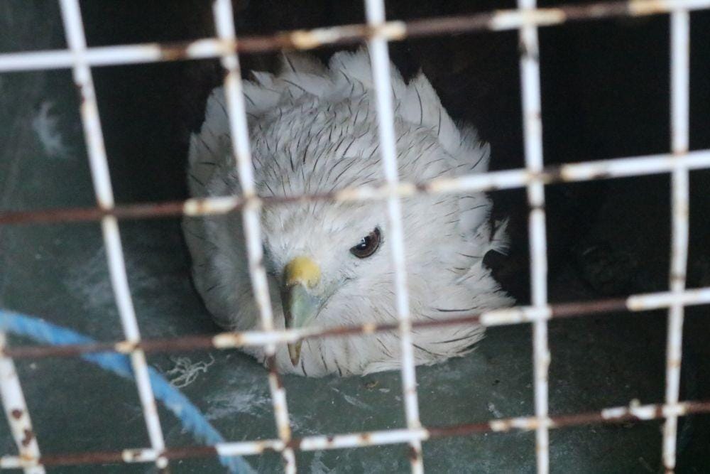 Elang Bondol hasil sitaan dari tersangka NR akan siap ditampung oleh BKSDA Jatim. IDN Times/ Alfi Ramadana