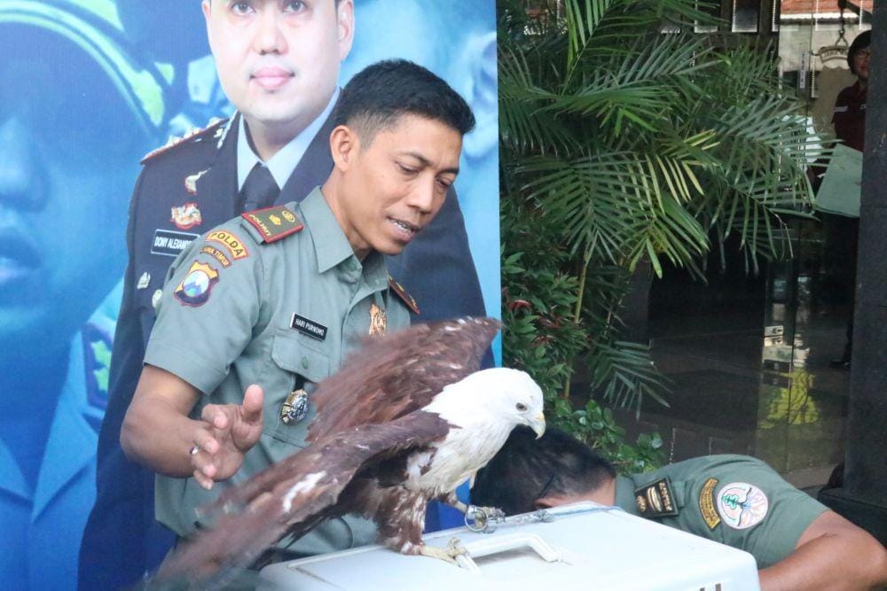 Elang Bondol hasil sitaan tersebut bakal dikonservasi agar nalurinya bisa kembali. IDN Times/ Alfi Ramadana
