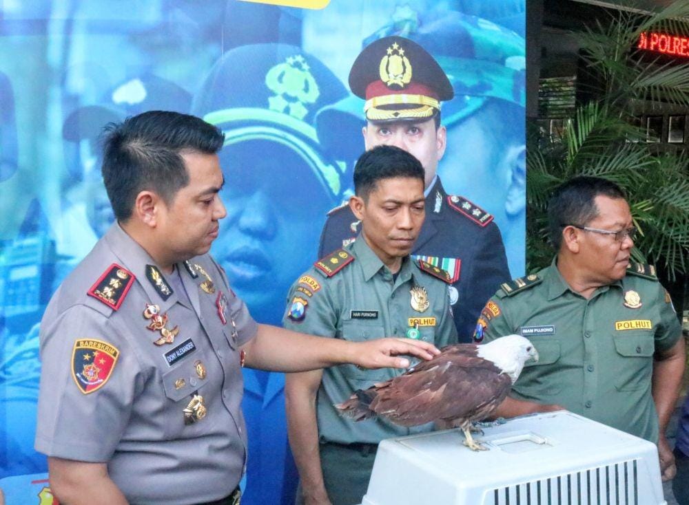 Elang Bondol yang dipelihara terdangka NR sudah diamankan oleh pihak BKSDA. IDN Times/ Alfi Ramadana