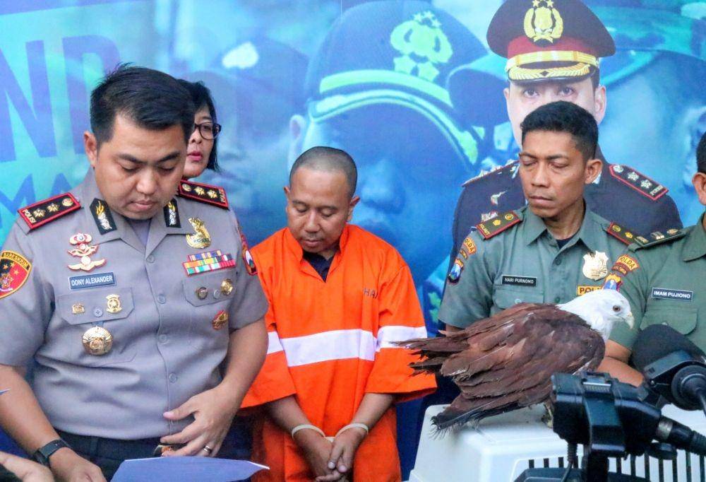 Burung Elang Bondol yang ditemukan dirumah NR, pelaku pencurian handpohone di kota Malang. IDN Times/ Alfi Ramadana