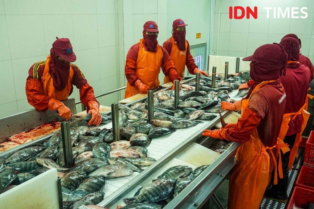 Pabrik Ikan Tilapia di Semarang, Jawa Tengah (IDN Times/Dhana Kencana)