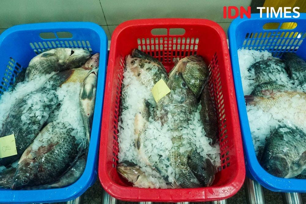 Pabrik Ikan Tilapia di Semarang, Jawa Tengah (IDN Times/Dhana Kencana)