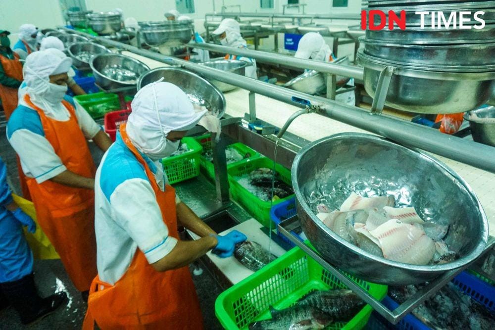 Pabrik Ikan Tilapia di Semarang, Jawa Tengah (IDN Times/Dhana Kencana)