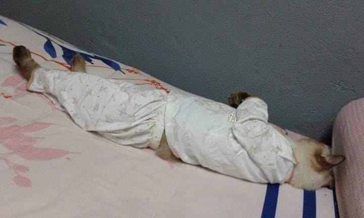 Twitter.com/animalfess