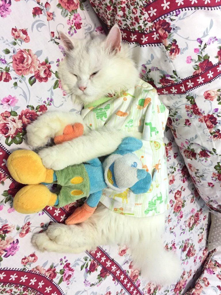 Twitter.com/evadeviyanip