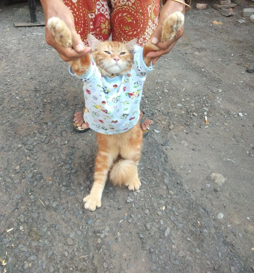 Twitter.com/animalfess