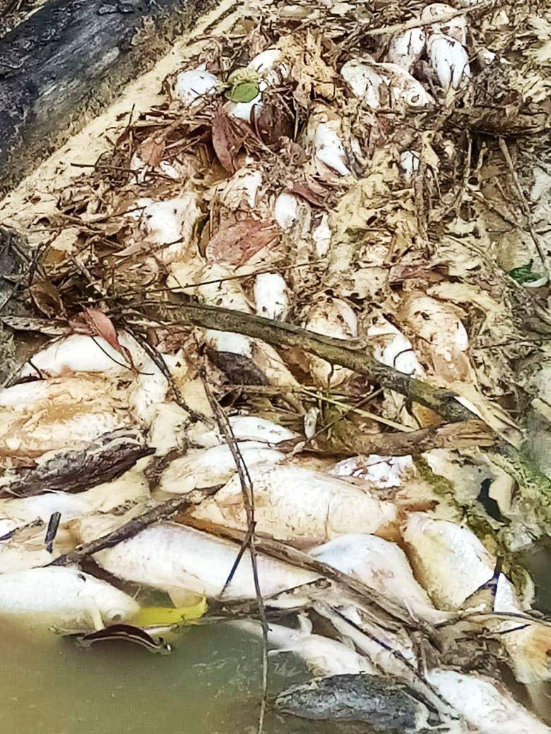 Ikan-ikan mati di Sungai Perak, Kutai Barat diduga karena tercemar limbah perusahaan (Dok.IDN Times/Istimewa)