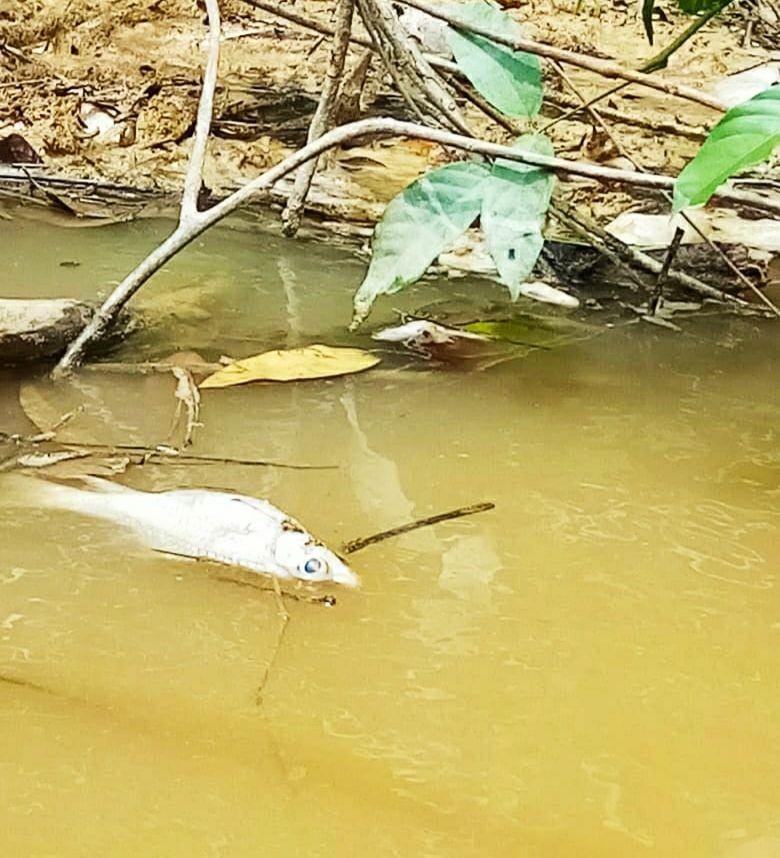 Ikan-ikan mati di Sungai Perak, Kutai Barat diduga karena tercemar limbah perusahaan (Dok.IDN Times/Istimewa)