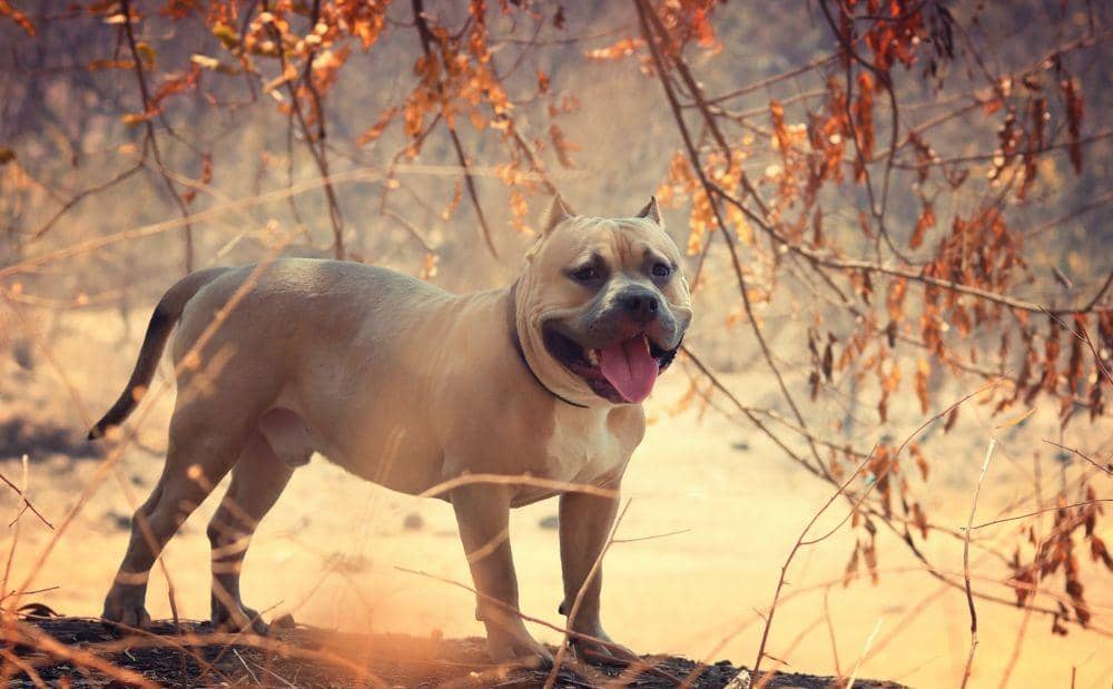 Anjing Pitbull (Pexels/Makarand Sawant)