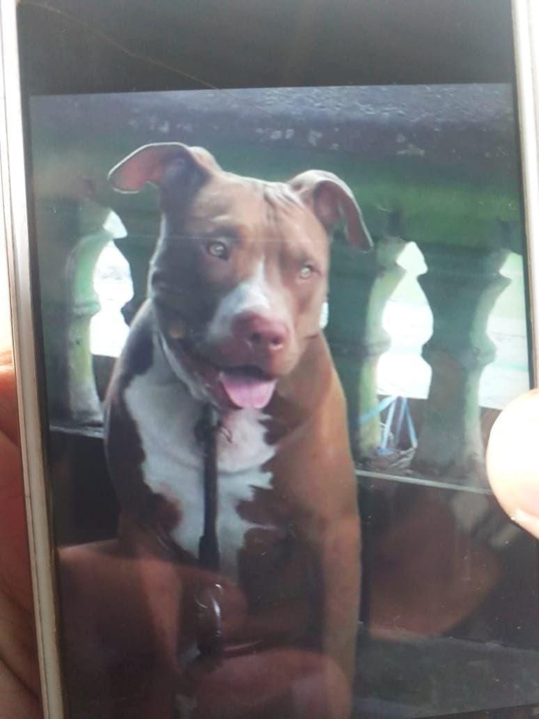Anjing pitbull yang menyerang warga / Sahrul Ramadan