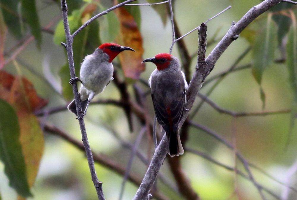 birdwatchingdaily.com