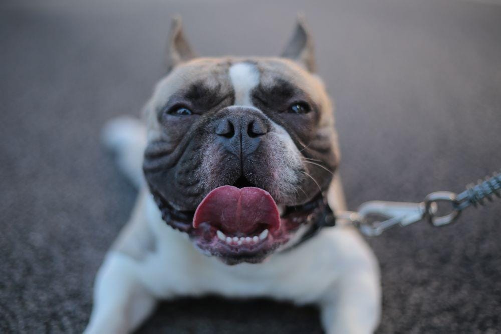 Ilustrasi anjing pit bull (Unsplash/Vitor Fontes)