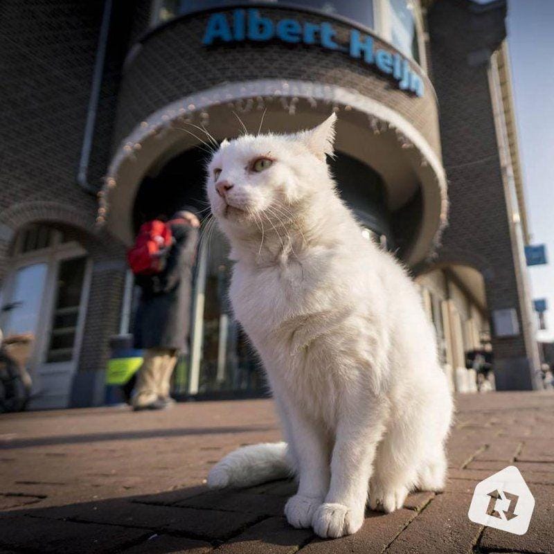 Seekor kucing berada di depan supermarket Albert Heijn di Belanda. instagram.com/albertheijn