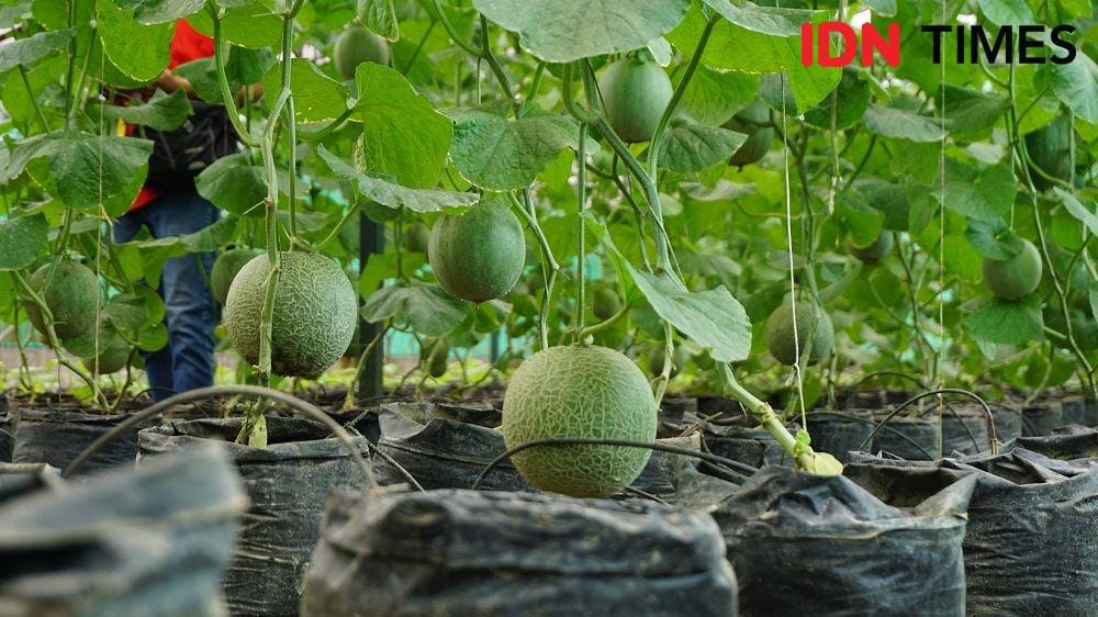 IDN Times/Karsa Adiguna